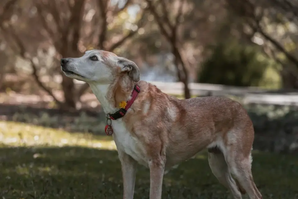 A veterinarian gently examining a senior dog&#x27;s hind legs during a checkup
