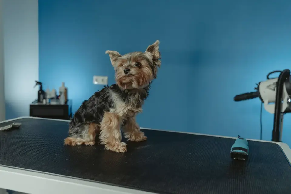A veterinarian gently examining a small dog on an exam table