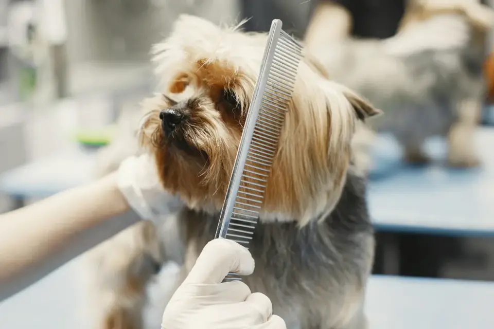 A veterinarian gently examining a small dog that appears tense on the exam table