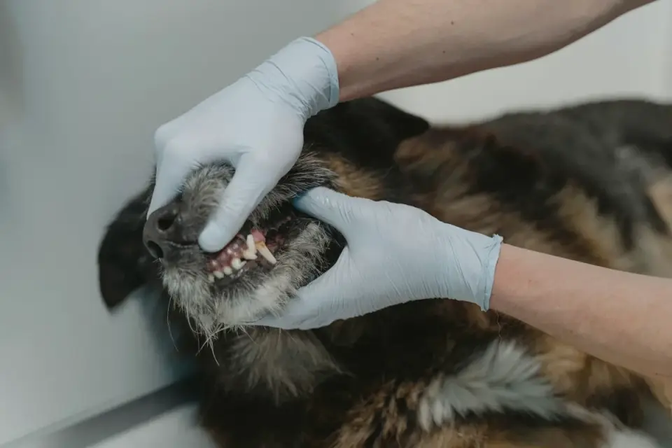 A veterinarian gently palpating a dog's abdomen during a wellness exam