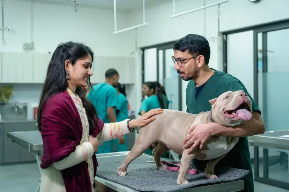 A veterinarian offering a small treat to a calm dog during a routine exam