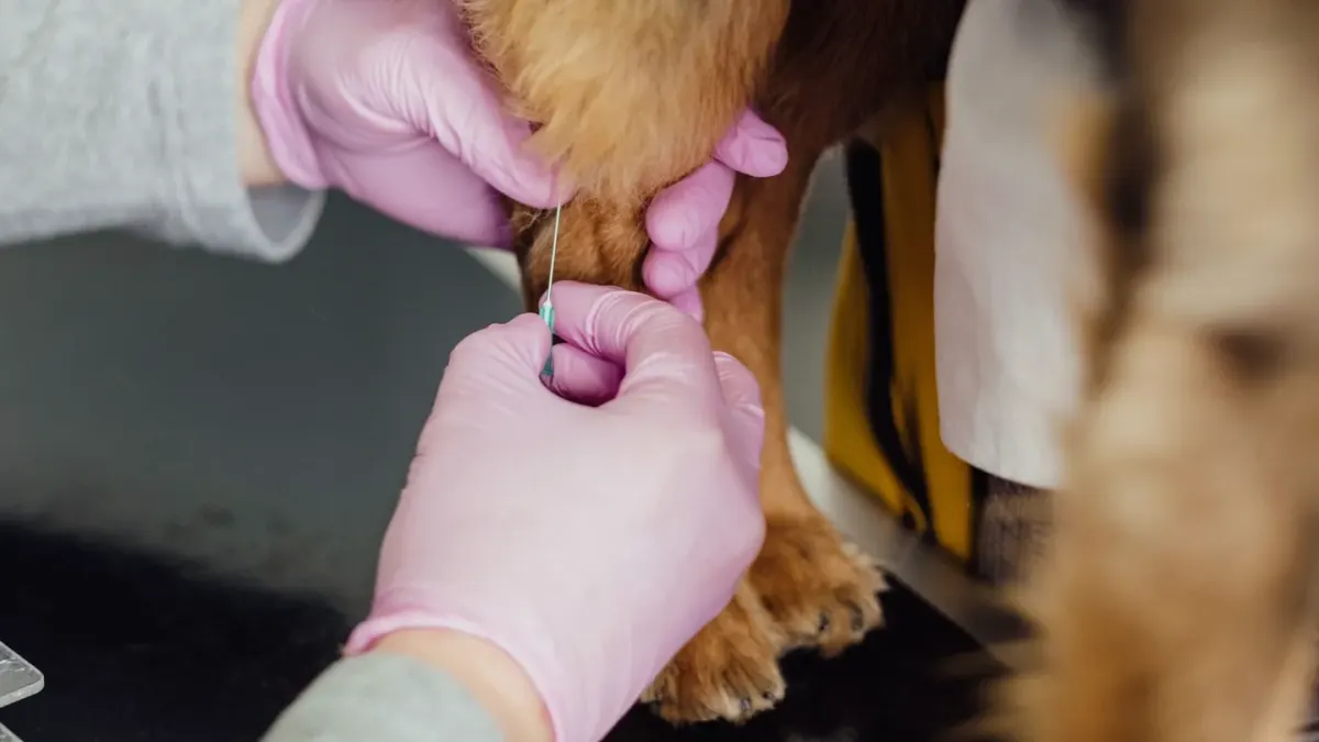 A veterinarian palpates a senior dog's hip and stifle during a mobility exam