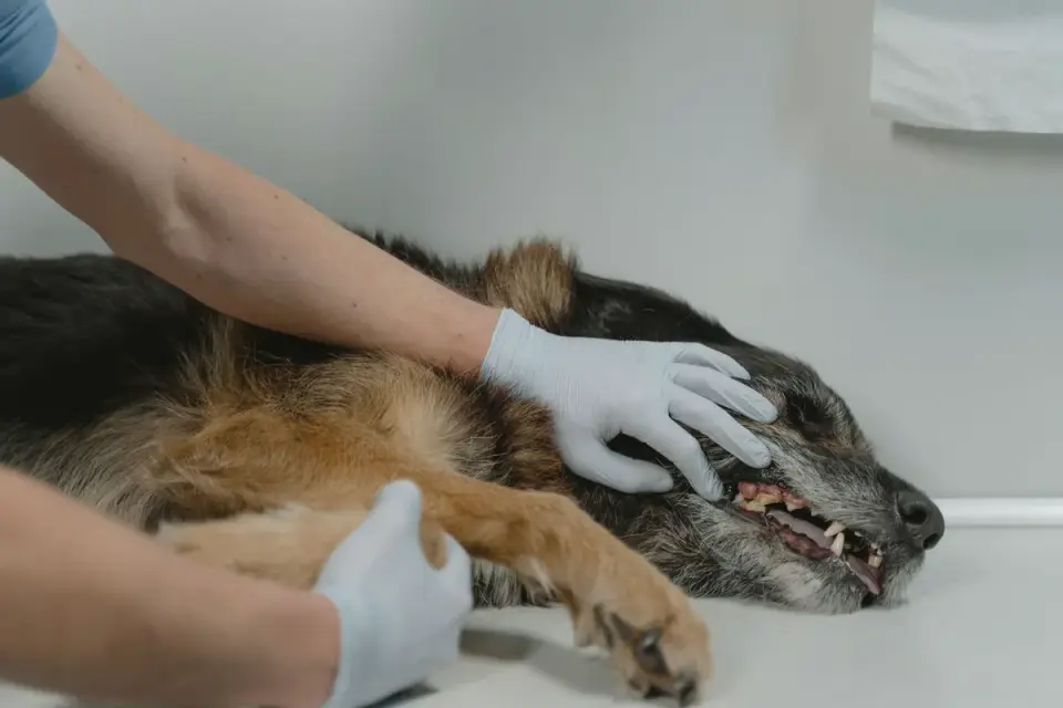 A veterinarian palpating a senior dog's spine and ribs during a body condition check