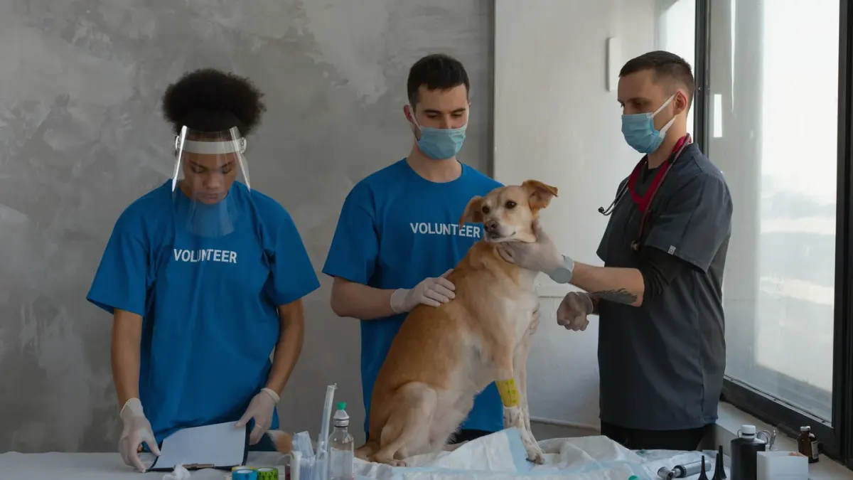 A veterinary technician gently steadying a relaxed dog on an exam table before an injection