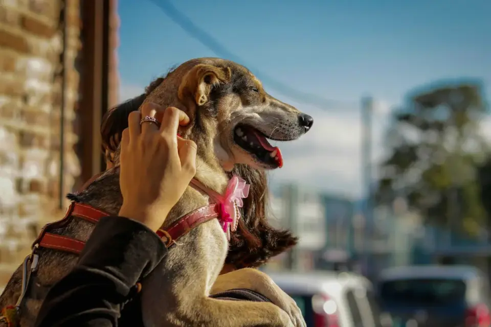 A young puppy is carried through a busy outdoor space by its owner