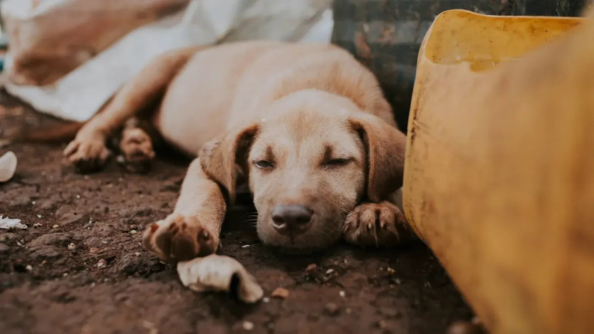 A young puppy lying calmly in an open crate in a quiet room