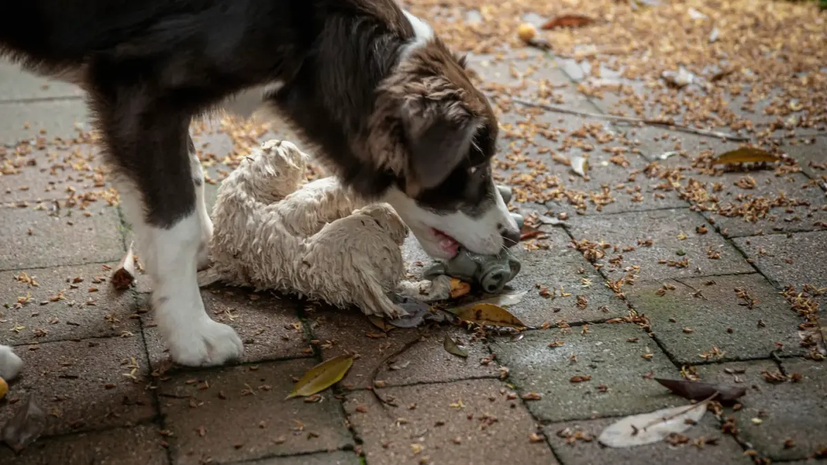 A young puppy peeking out from behind its owner's legs on a sidewalk