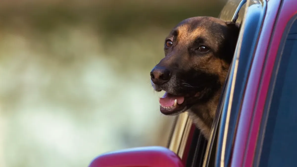 A young puppy sitting inside a secured travel crate in the back seat of a car