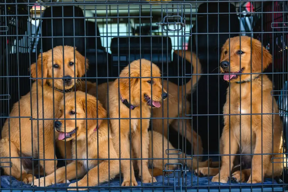 A young puppy sitting inside a secured travel crate in the back seat of a car