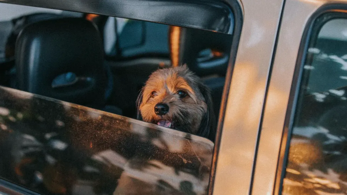 A young puppy sitting on a car seat looking out the window