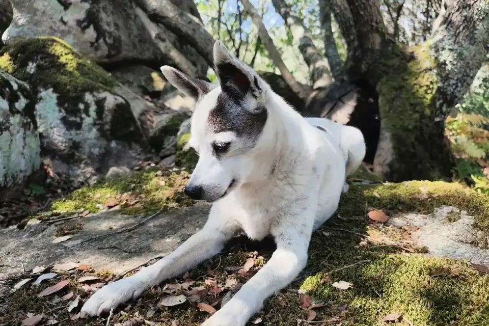 An older dog lying in the shade of a porch on a bright afternoon