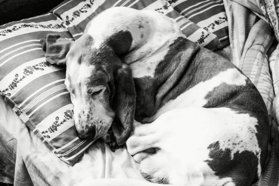 An older dog sleeping soundly on a supportive bed