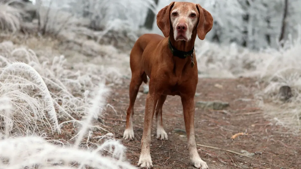 An older dog walking carefully across a frost-covered lawn