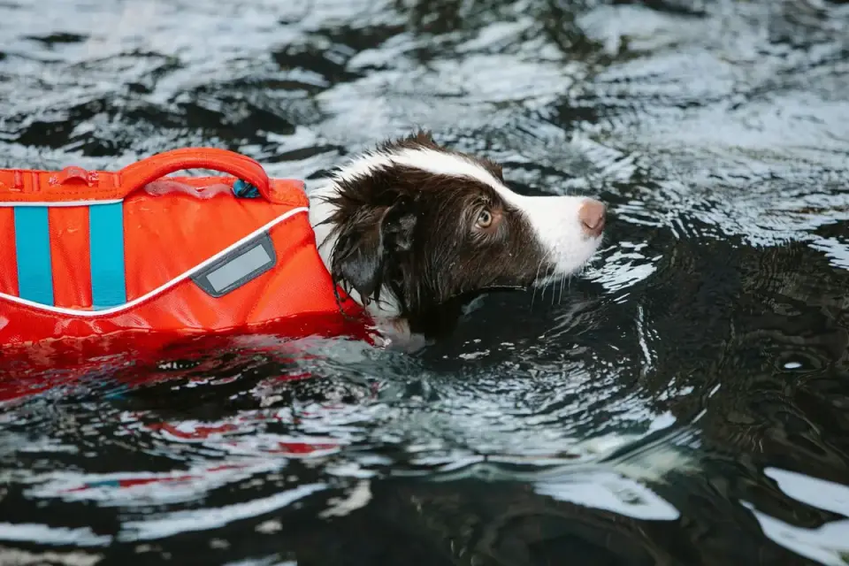 An older dog wearing a flotation vest being supported in a pool