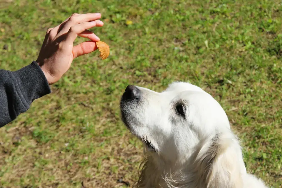 An owner handing a soft chew treat to a nervous-looking dog