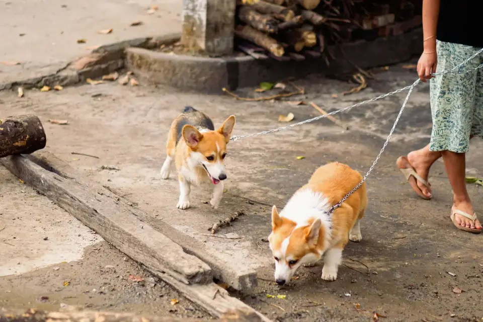 An owner keeping a reasonable distance while working with a leash-reactive dog near another dog