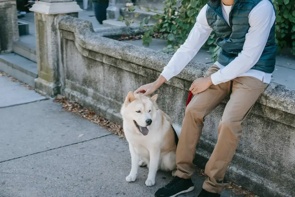 An owner kneeling at a comfortable distance from a leashed, tense dog on a sidewalk