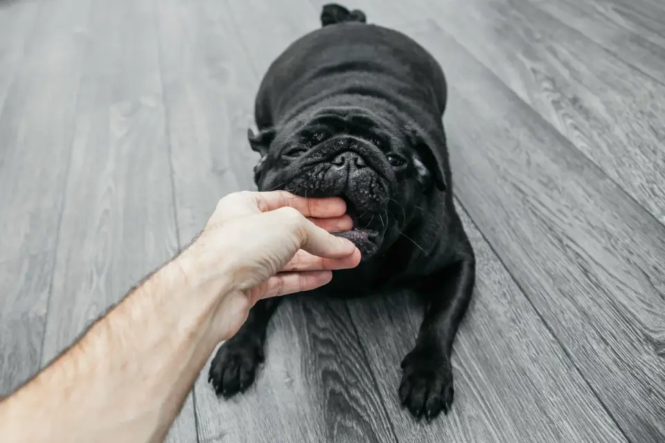 An owner offering a senior dog a pill hidden in a small piece of food