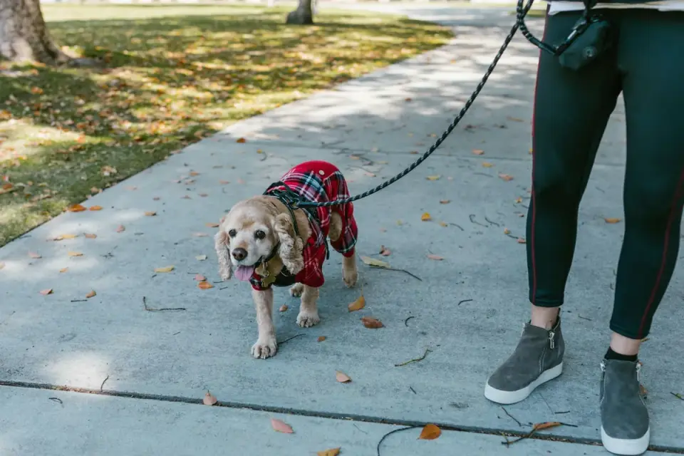 An owner pausing to watch their dog&#x27;s gait while walking on a grass path