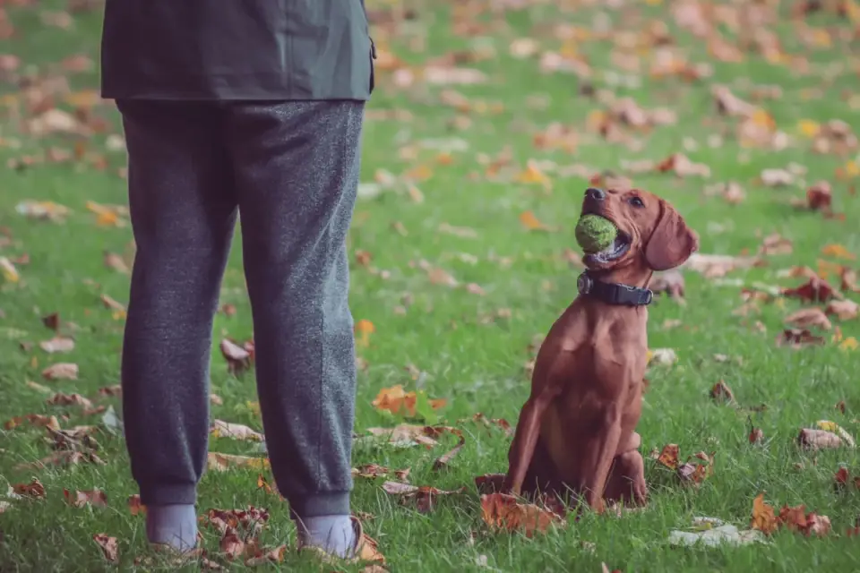 An owner practicing a leave-it cue with a dog outdoors on a leash