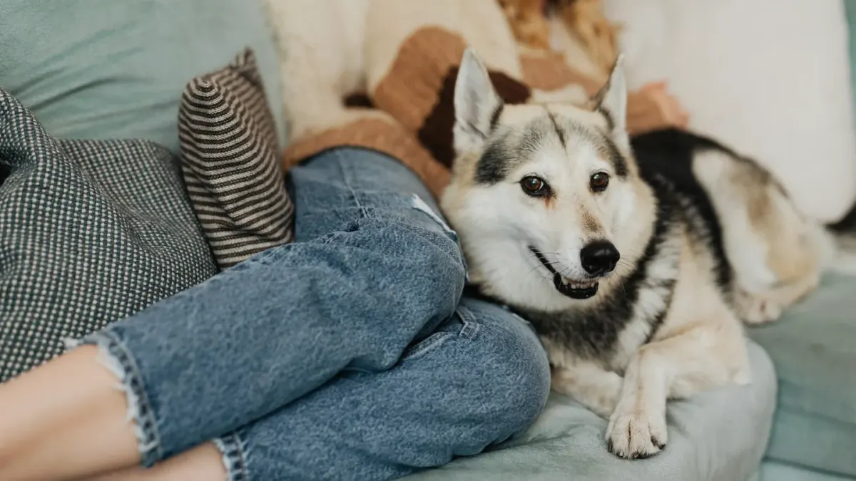 An owner reaching out to pet a dog that is leaning slightly away with a tense posture