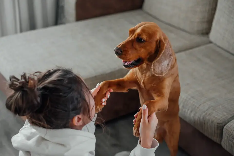 An owner reaching out to pet a dog that is leaning slightly away with a tense posture