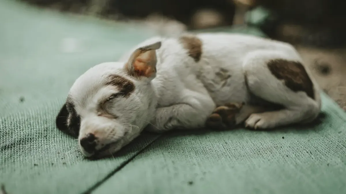 Calm dog resting at home