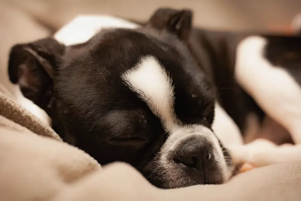 Calm dog resting at home