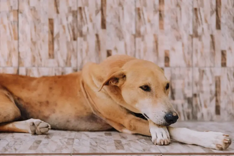 Calm dog resting at home