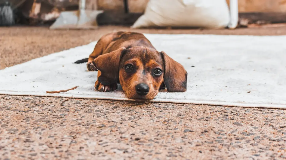 Calm dog resting at home