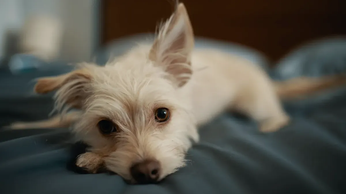 Calm dog resting at home