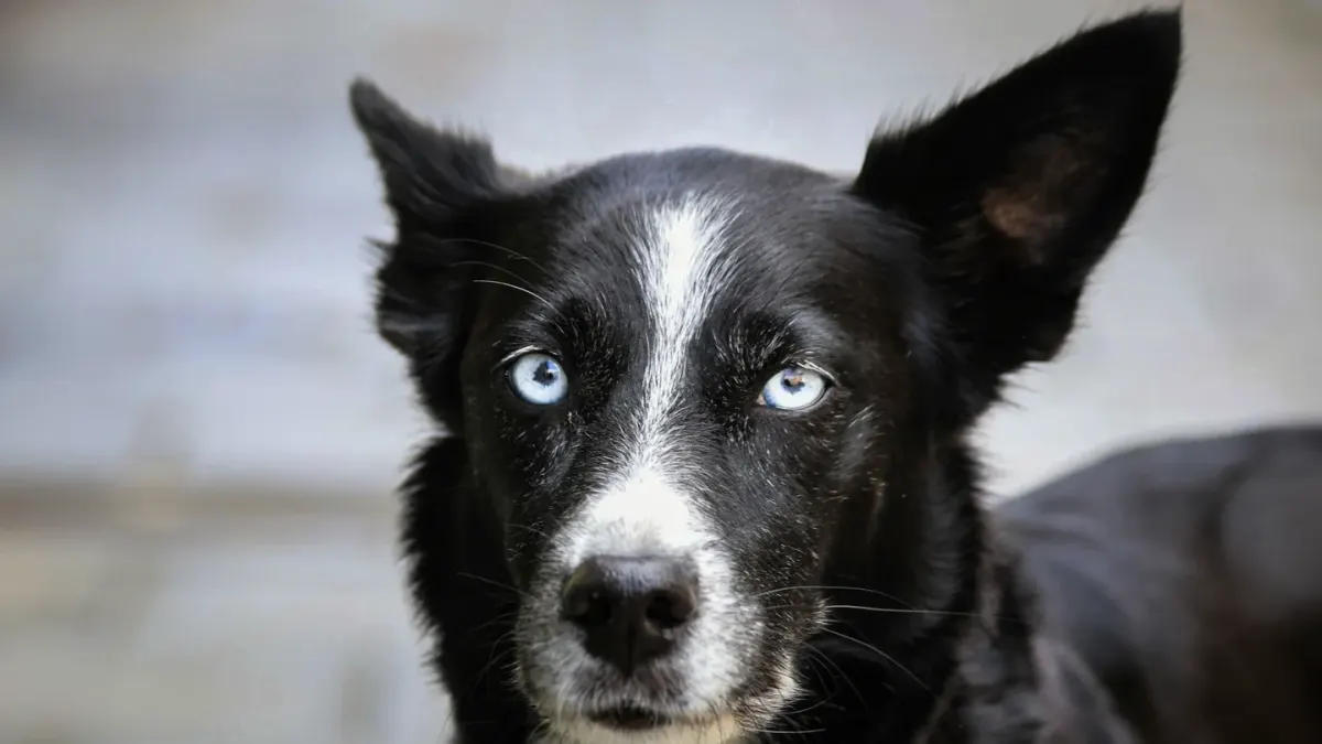 Close-up of a dog's face showing the whites visible at the corner of the eye, a stress signal known as whale eye.