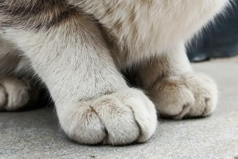 Close-up of a dog's paw pads resting on a concrete sidewalk