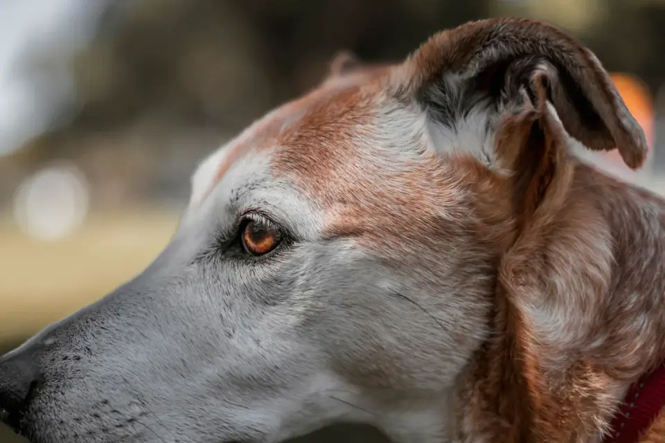 Close-up of a dog with ears pinned back against its head