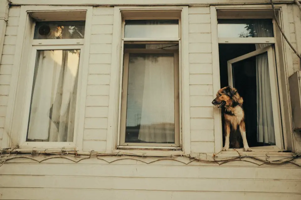 Dog at a car window