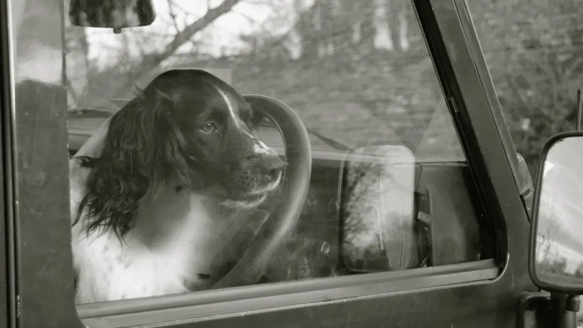 Dog at a car window