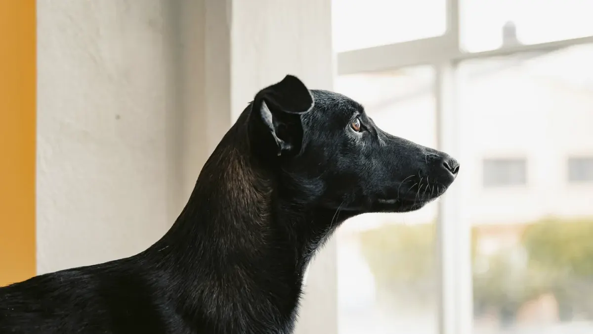 Dog at a car window