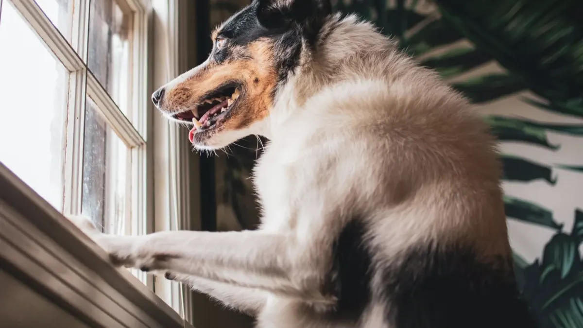 Dog at a car window