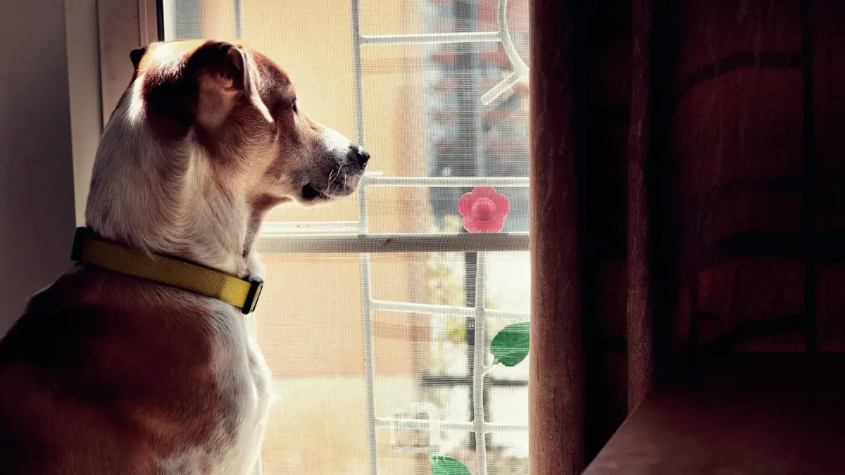 Dog at a car window