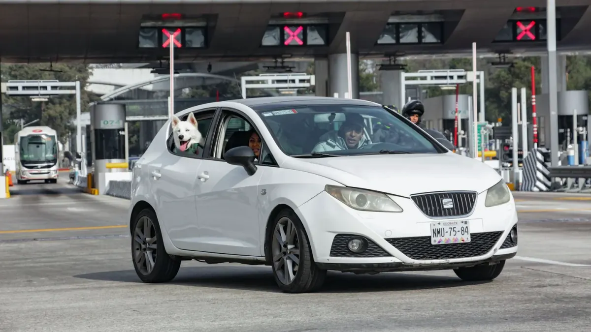 Dog at a car window