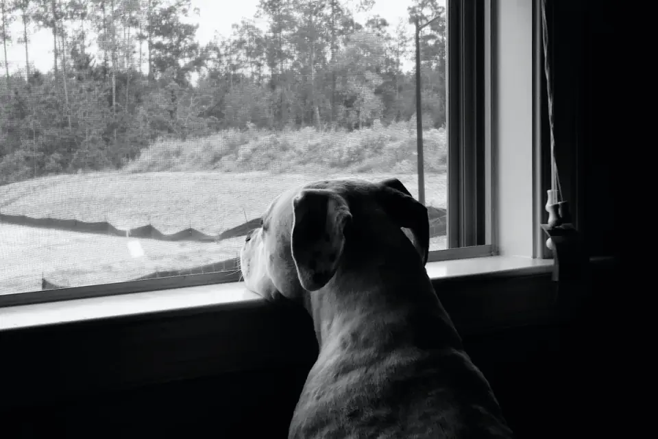 Dog at a car window
