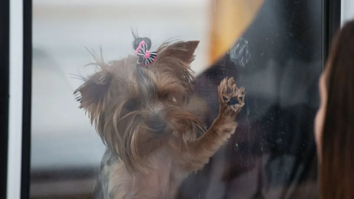 Dog at a car window