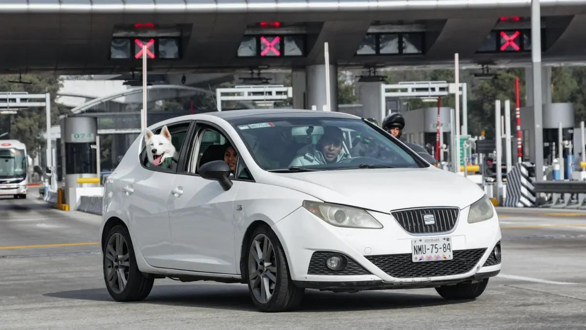 Dog at a car window
