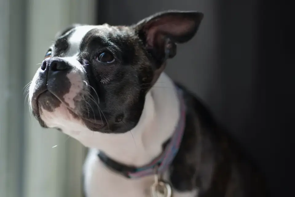 Dog at a car window