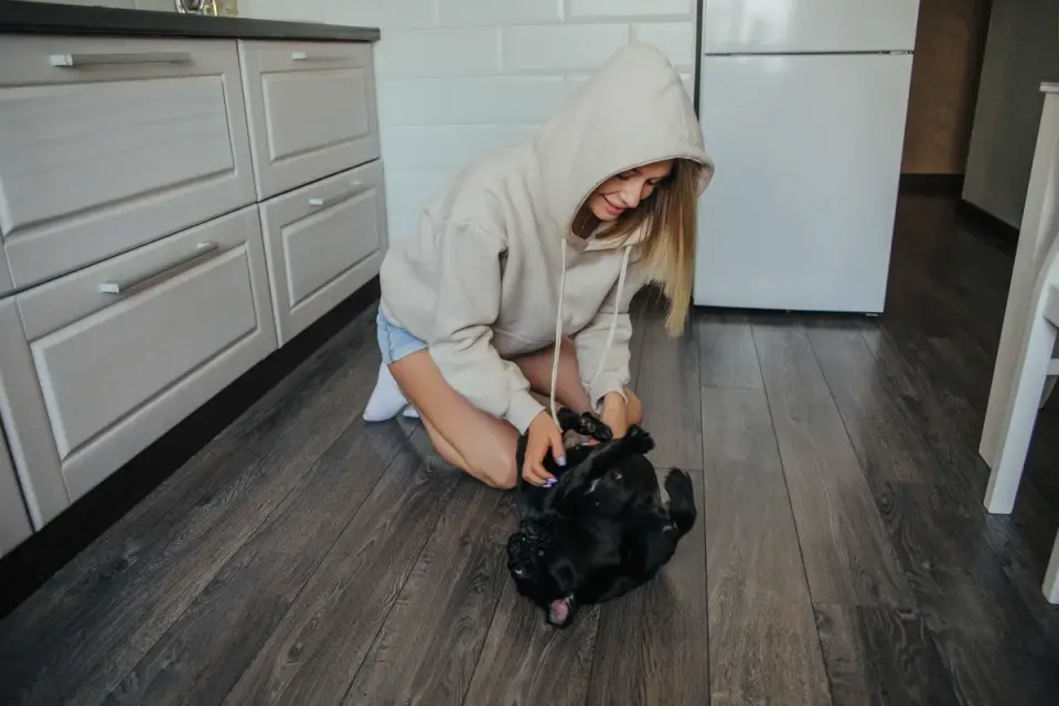 Dog at home near a kitchen