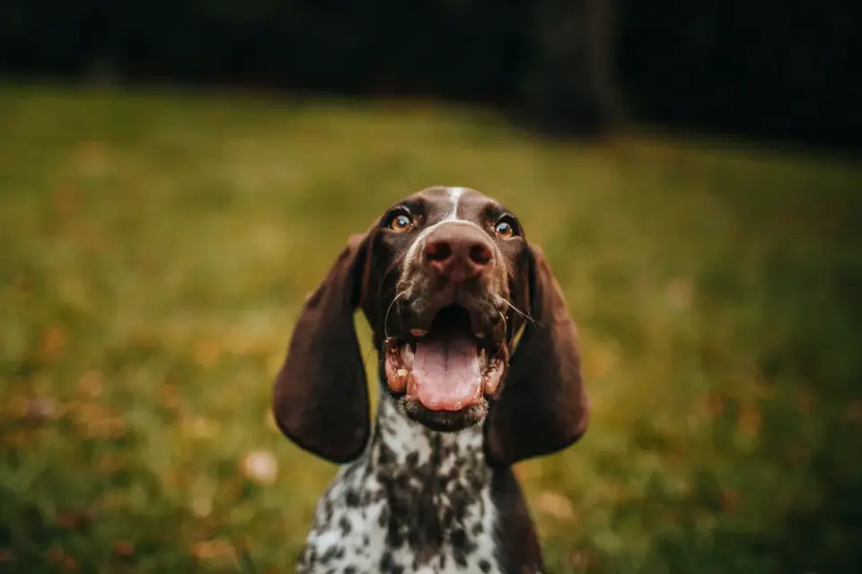 Dog barking outdoors