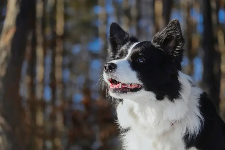 Dog barking outdoors