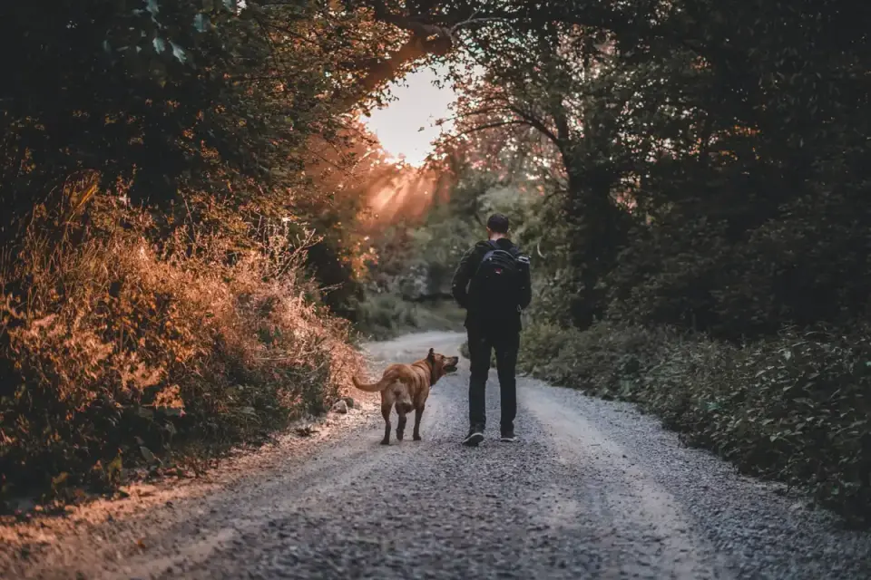 Dog beside a cycling path