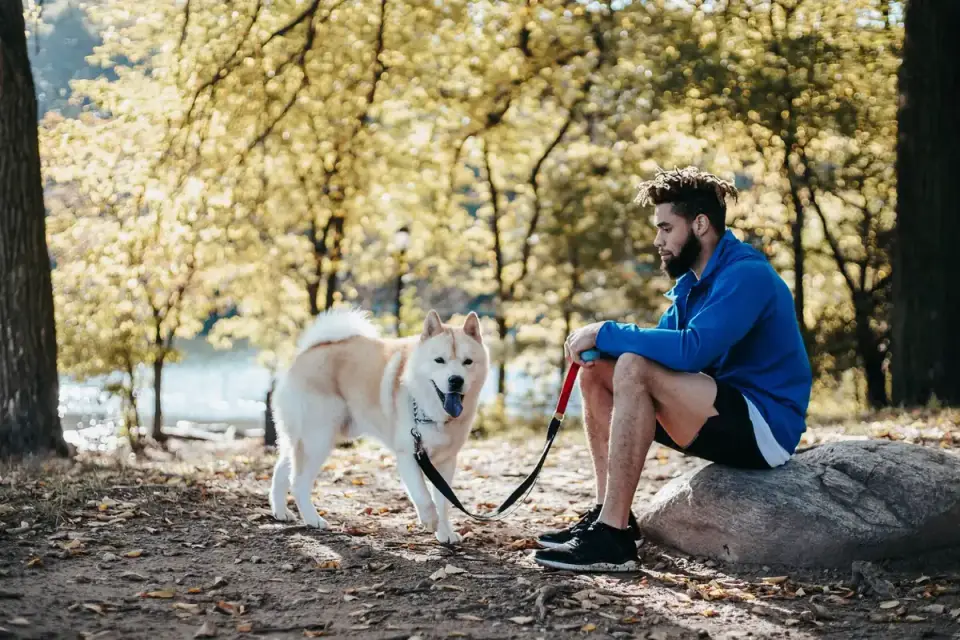 Dog camping with an owner