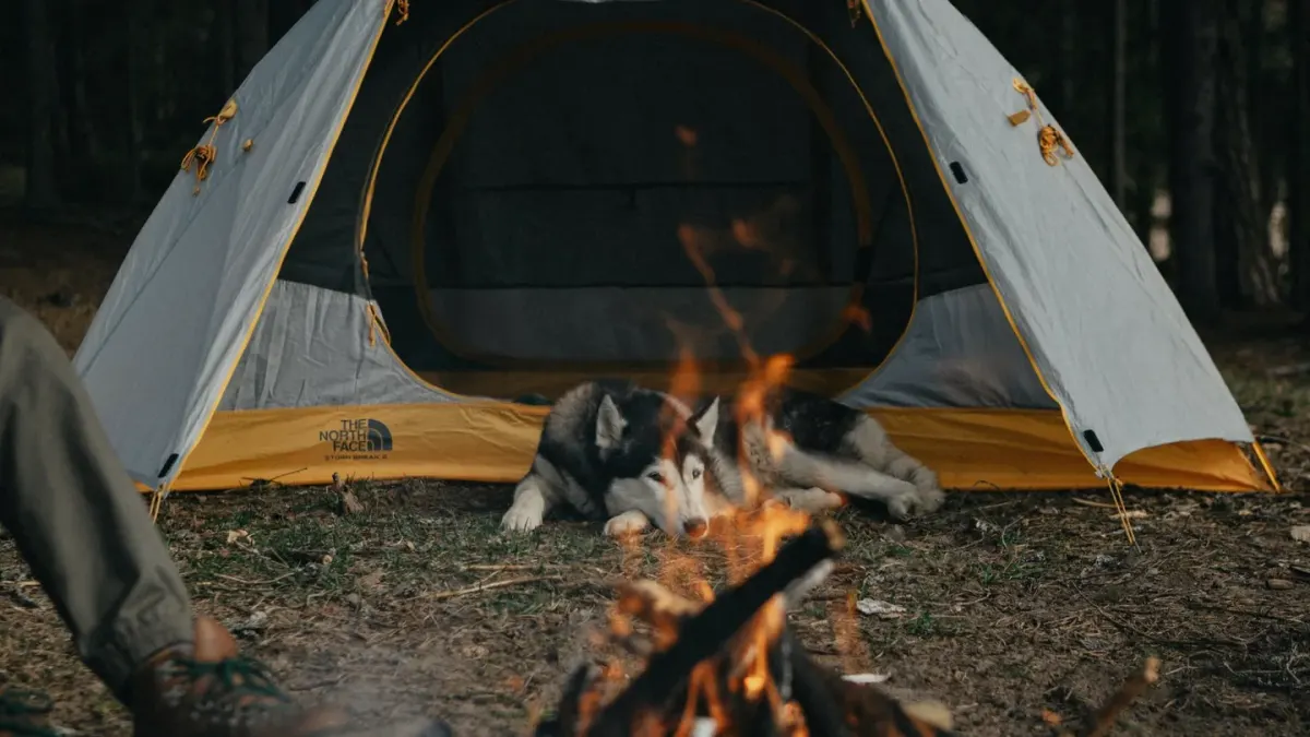 Dog camping with an owner